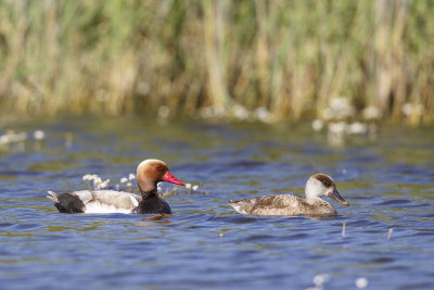 Krooneend / Red-crested Pochard