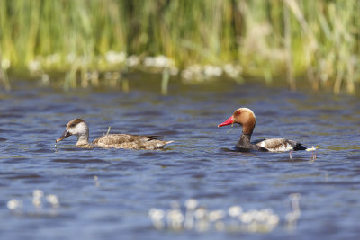 Krooneend / Red-crested Pochard