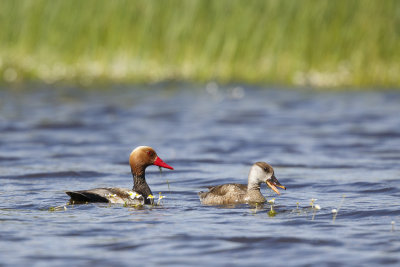 Krooneend / Red-crested Pochard