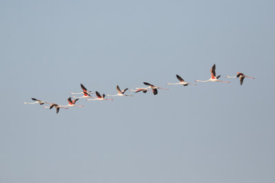 Flamingo / Greater Flamingo