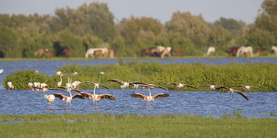 Flamingo / Greater Flamingo