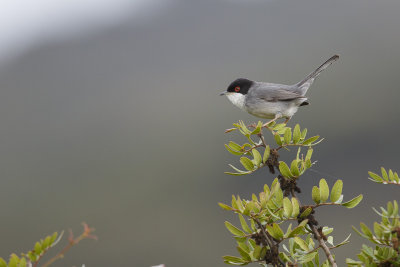 Kleine Zwartkop / Sardinian Warbler