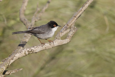 Kleine Zwartkop / Sardinian Warbler