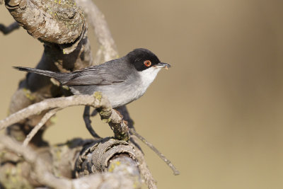 Kleine Zwartkop / Sardinian Warbler