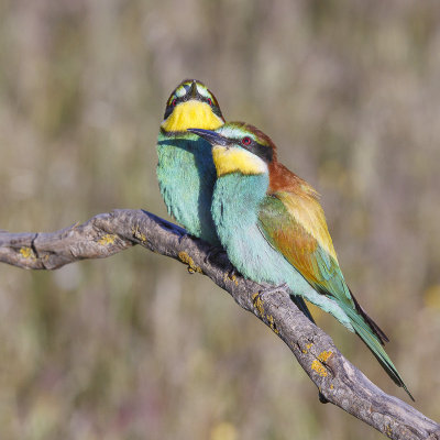 Bijeneter / European Bee-eater