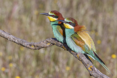 Bijeneter / European Bee-eater