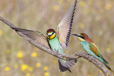 Bijeneter / European Bee-eater