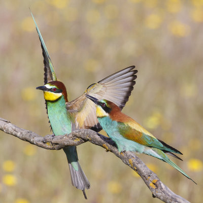 Bijeneter / European Bee-eater