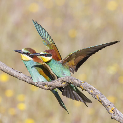 Bijeneter / European Bee-eater