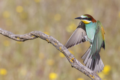 Bijeneter / European Bee-eater