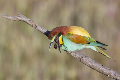 Bijeneter / European Bee-eater