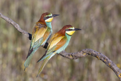 Bijeneter / European Bee-eater