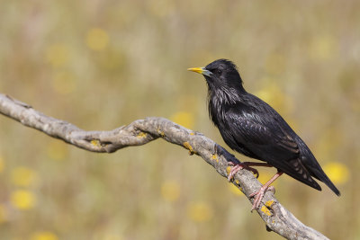 Zwarte Spreeuw / Spotless Starling