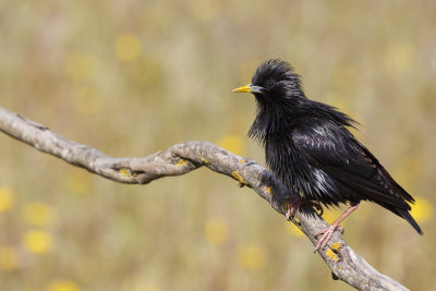 Zwarte Spreeuw / Spotless Starling