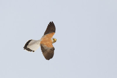 Kleine Torenvalk / Lesser Kestrel,