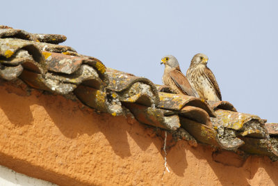 Kleine Torenvalk / Lesser Kestrel,