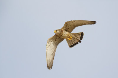 Kleine Torenvalk / Lesser Kestrel,