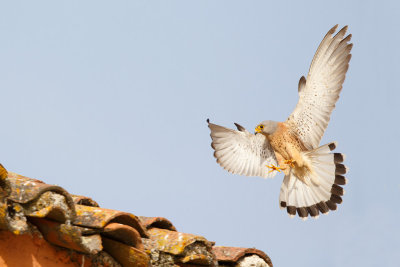 Kleine Torenvalk / Lesser Kestrel,