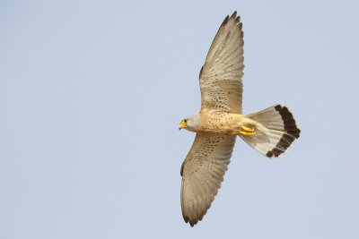 Kleine Torenvalk / Lesser Kestrel,