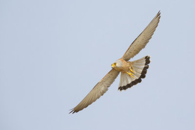 Kleine Torenvalk / Lesser Kestrel,