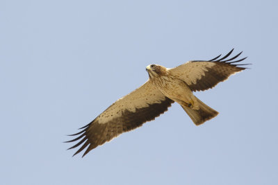 Dwergarend / Booted Eagle, 