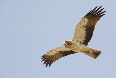 Dwergarend / Booted Eagle, 