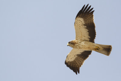 Dwergarend / Booted Eagle, 