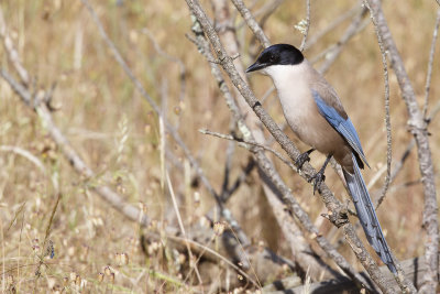 Blauwe Ekster / Azure-winged Magpie