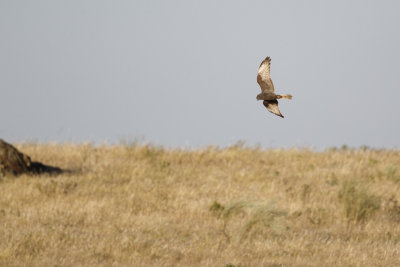 Grauwe Kiekendief (Melanistisch) / Montagu's Harrier (Melanistic) 