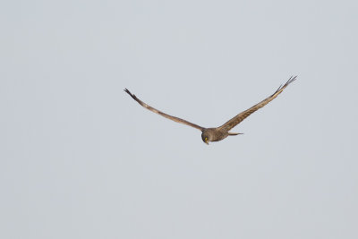 Grauwe Kiekendief (Melanistisch) / Montagu's Harrier (Melanistic) 