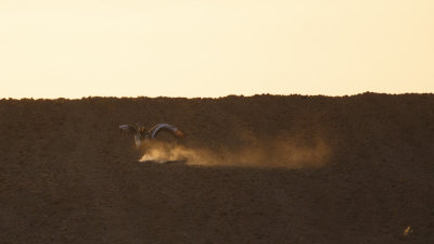 Grote Trap / Great Bustard