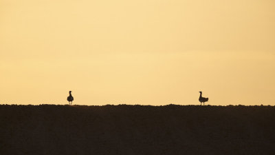 Grote Trap / Great Bustard