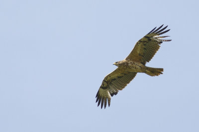 Havikarend / Bonelli's Eagle 