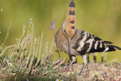 Hop / Eurasian Hoopoe 