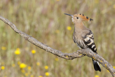 Hop / Eurasian Hoopoe 