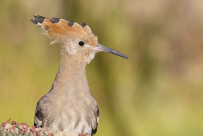 Hop / Eurasian Hoopoe 