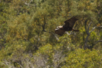 Spaanse Keizerarend / Adalbert's Eagle