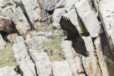 Spaanse Keizerarend / Adalbert's Eagle