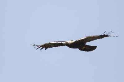 Spaanse Keizerarend / Adalbert's Eagle