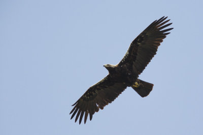 Spaanse Keizerarend / Adalbert's Eagle