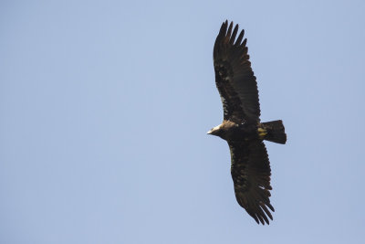 Spaanse Keizerarend / Adalbert's Eagle