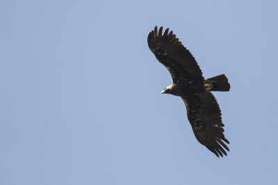 Spaanse Keizerarend / Adalbert's Eagle