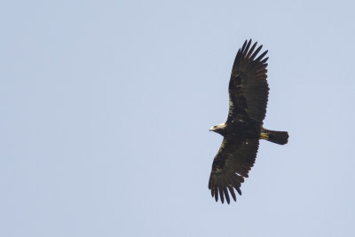 Spaanse Keizerarend / Adalbert's Eagle