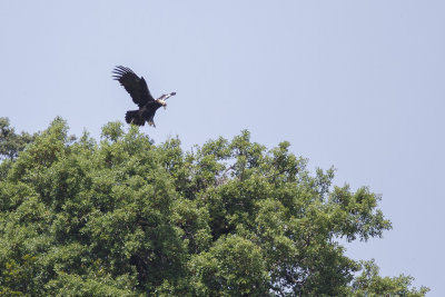 Spaanse Keizerarend / Adalbert's Eagle