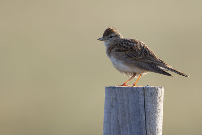 Kortteenleeuwerik / Greater Short-toed Lark