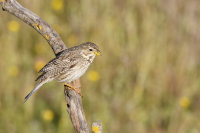 Grauwe Gors / Corn Bunting