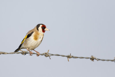 Putter / European Goldfinch
