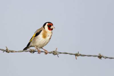 Putter / European Goldfinch