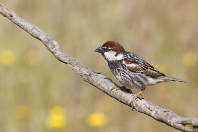 Spaanse Mus / Spanish Sparrow