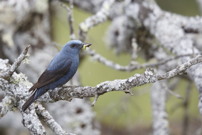 Blauwe Rotslijster / Blue Rock-Thrush